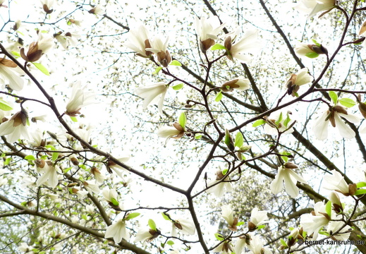 13-04-17-durlach-schlossgarten-024