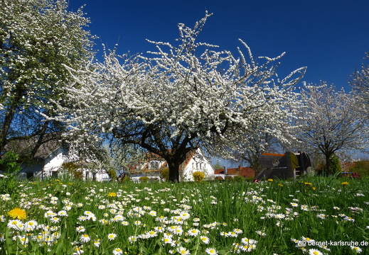 13-04-24-hohenwettersbach-obstbluete-168