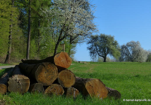 13-04-25-bergwald-funkturm-144