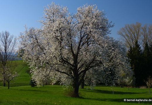 13-04-25-bergwald-funkturm-163