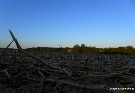 13-04-25-obstbluete-bergwald-sonnenaufgang-093