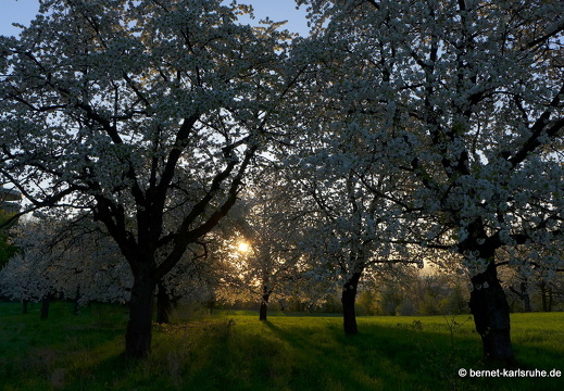 13-04-25-obstbluete-bergwald-sonnenaufgang-107
