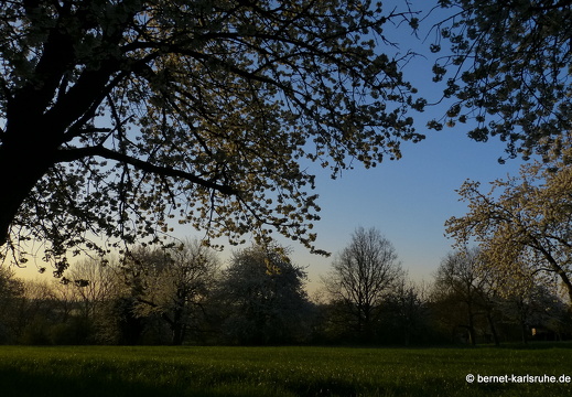 13-04-25-obstbluete-bergwald-sonnenaufgang-113