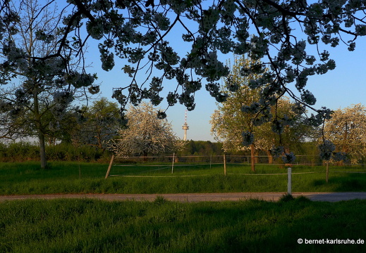 13-04-25-obstbluete-bergwald-sonnenaufgang-118