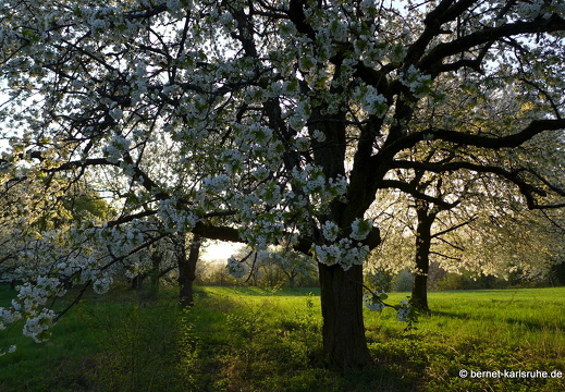 13-04-25-obstbluete-bergwald-sonnenaufgang-139