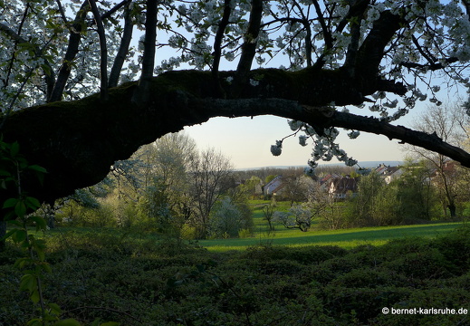 13-04-25-obstbluete-bergwald-sonnenaufgang-159