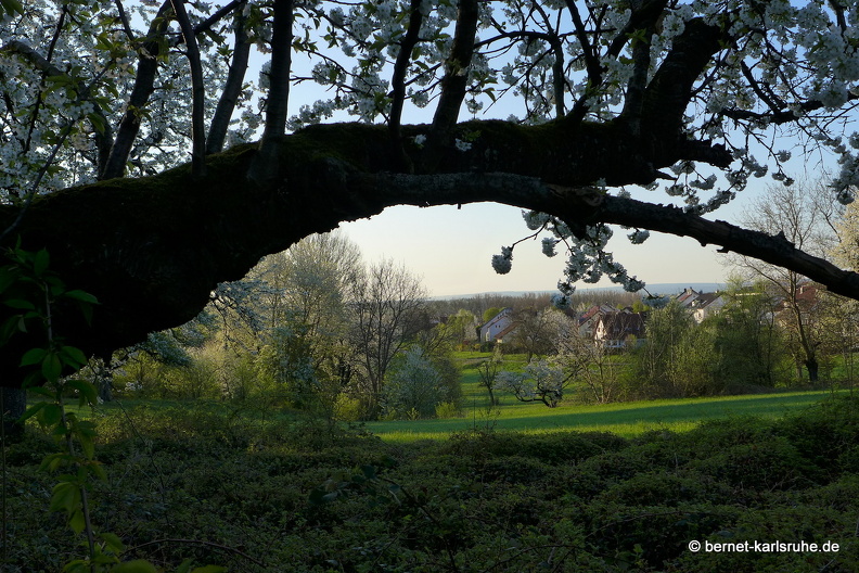 13-04-25-obstbluete-bergwald-sonnenaufgang-159.JPG