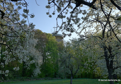 13-04-25-obstbluete-bergwald-sonnenaufgang-166