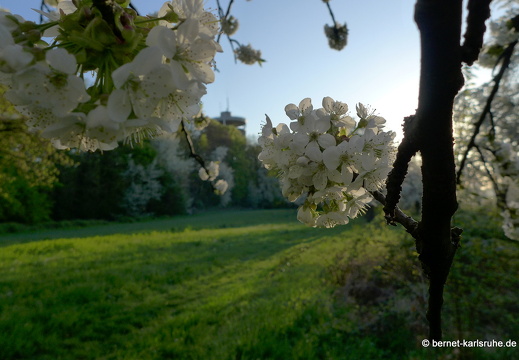 13-04-25-obstbluete-bergwald-sonnenaufgang-180