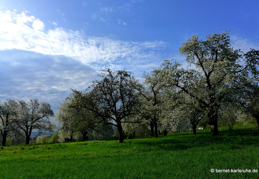 13-04-26-bergwald-059