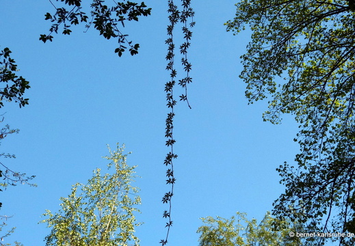 13-05-06-brutgebiet-002