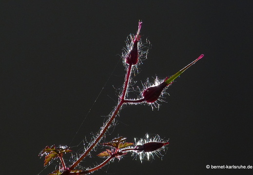 13-06-07-durlach-storchenschnabel-019