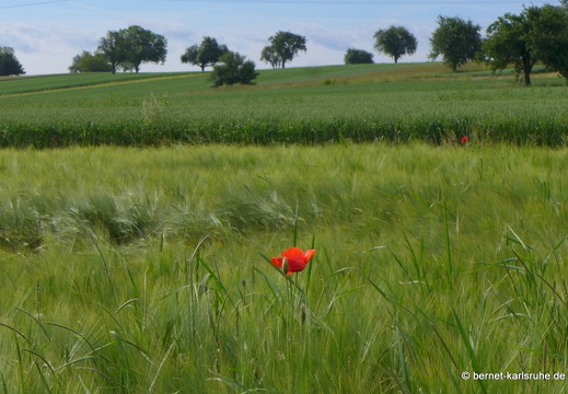 13-06-16-richtung stupferich-195