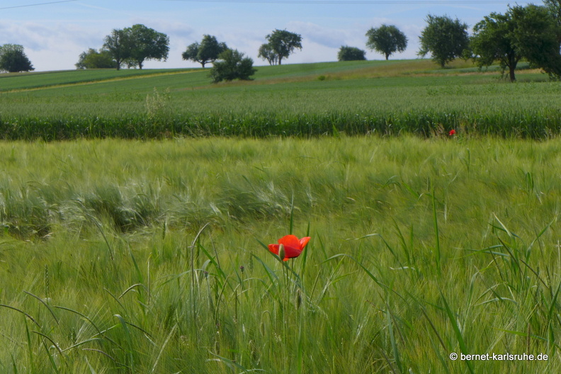 13-06-16-richtung stupferich-195.JPG