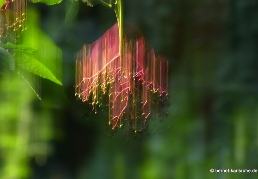 13-08-15-bergwald-holunder-001