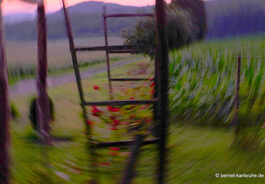 13-08-15-rittnerthof-sonnenaufgang-009