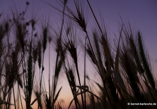 13-08-15-rittnerthof-sonnenaufgang-017