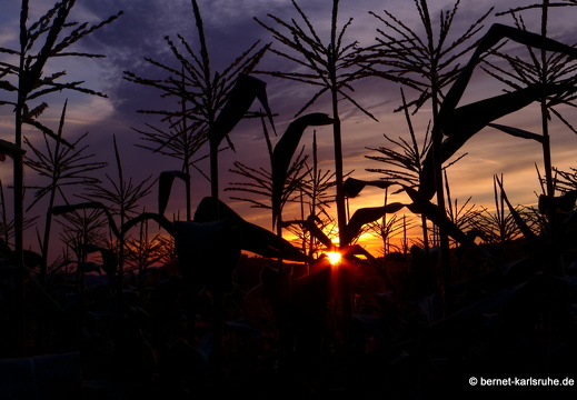 13-08-18-rittnerthof-sonnenaufgang-077