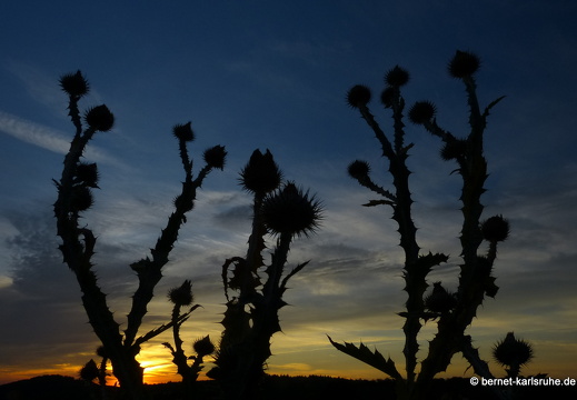 13-08-18-rittnerthof-sonnenaufgang-080