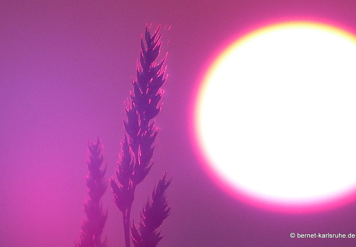 13-08-30-gruenwettersbach-sonnenaufgang-052