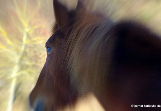 13-02-10-gruenwettersbach-lila-019