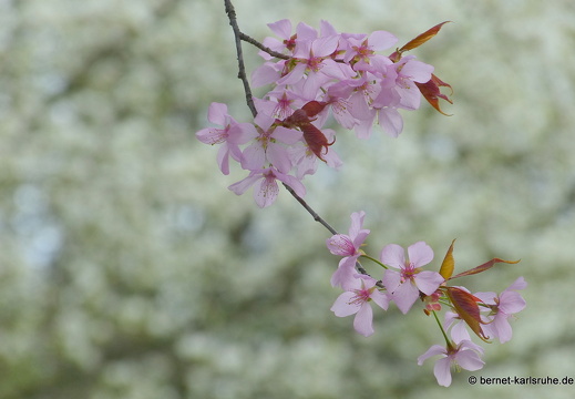 13-04-17-durlach-schlossgarten-004