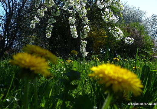 13-04-25-bergwald-funkturm-225