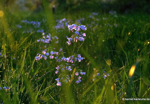 13-04-25-obstbluete-bergwald-sonnenaufgang-092