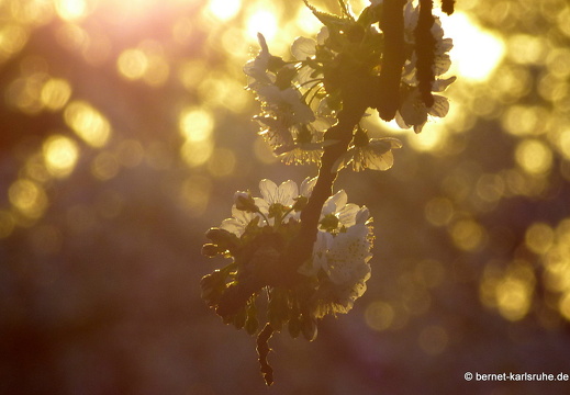 13-04-25-obstbluete-bergwald-sonnenaufgang-103