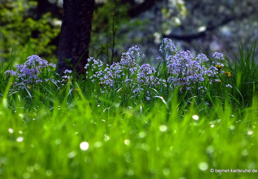 13-04-26-bergwald-073