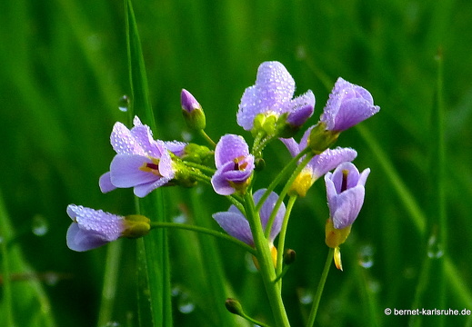 13-04-26-gruenwettersbach-052