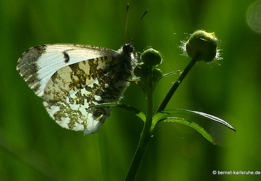 13-05-08-oberwald-037