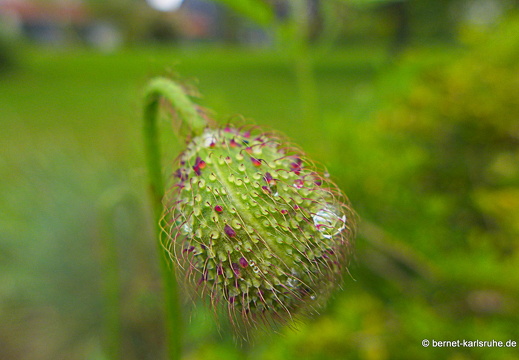 13-06-01-hohenwetterbach-011