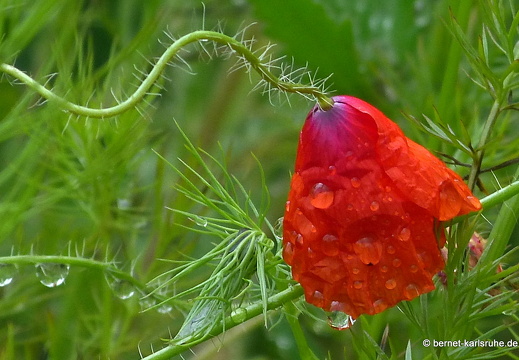 13-06-01-hohenwetterbach-016