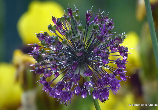 13-06-01-hohenwetterbach-034