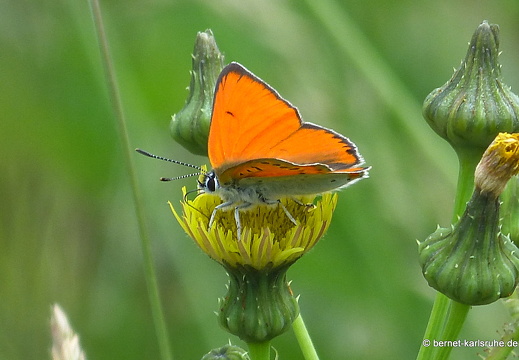 13-06-12-grosser-feuerfalter-maennchen-005