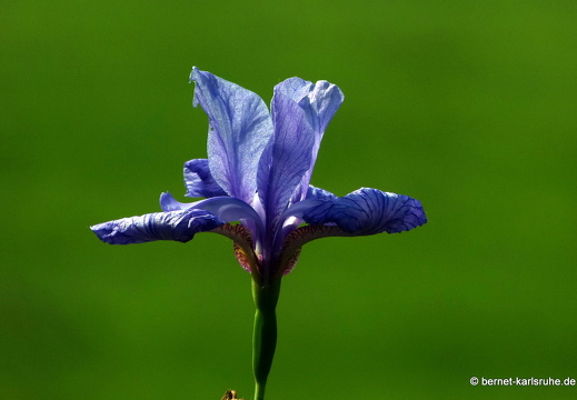 13-06-13-schlossplatz-061