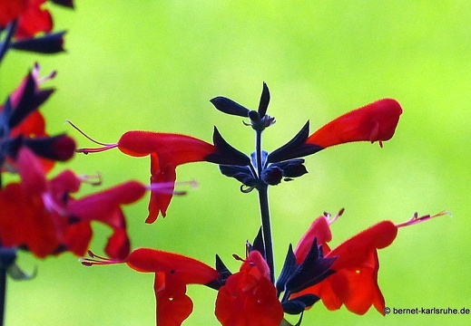 13-06-13-schlossplatz-065