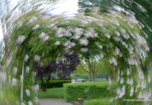 13-06-11-zoo-rosengarten-030