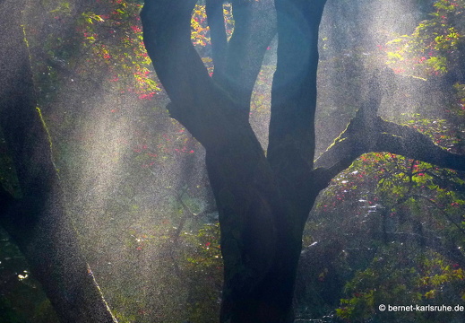13-06-18-stadtgarten-018