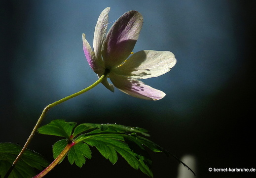 13-04-14-kandel-kuckucksblume-023