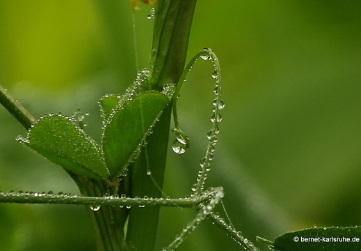 14-11-23-hohenwettersbach-im nebel-016