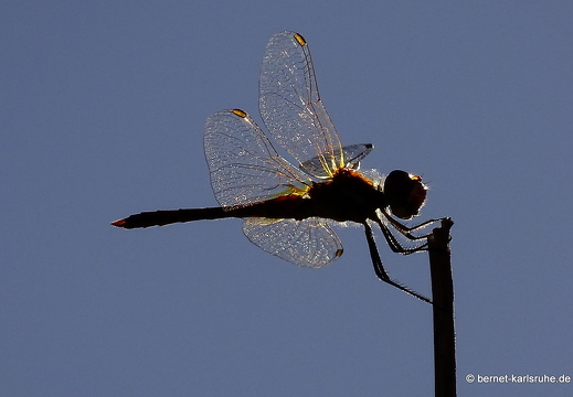 15-09-22-ct-abendspaziergang-libelle-