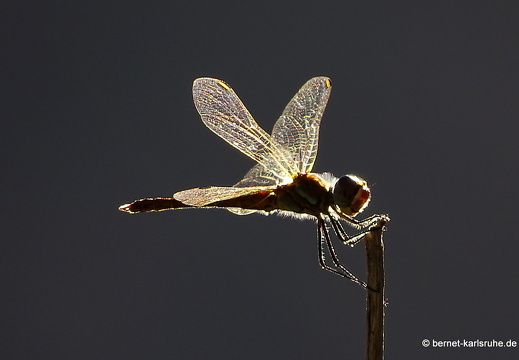 15-09-22-ct-abendspaziergang-libelle-012