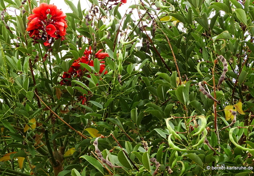 15-09-25-ct-spaziergang-korallenbaum-