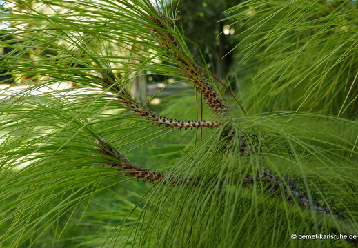 15-09-23-cagliari-orto botanico-014