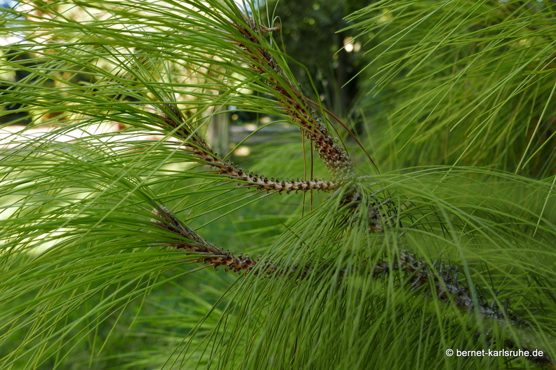 15-09-23-cagliari-orto botanico-014.JPG