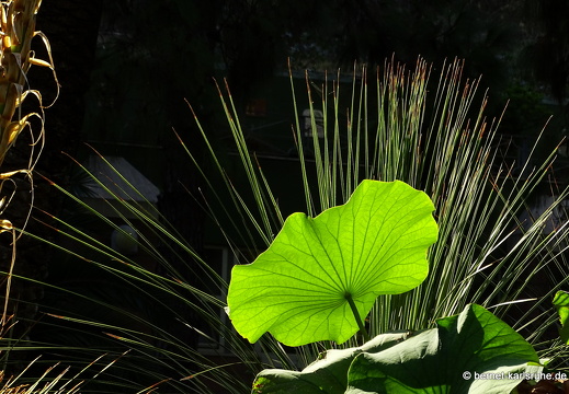 15-09-23-cagliari-orto botanico-024