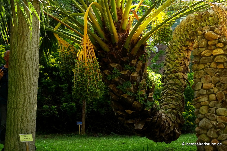 15-09-23-cagliari-orto botanico-055.JPG