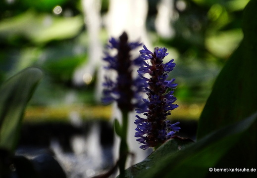 15-09-23-cagliari-orto botanico-064